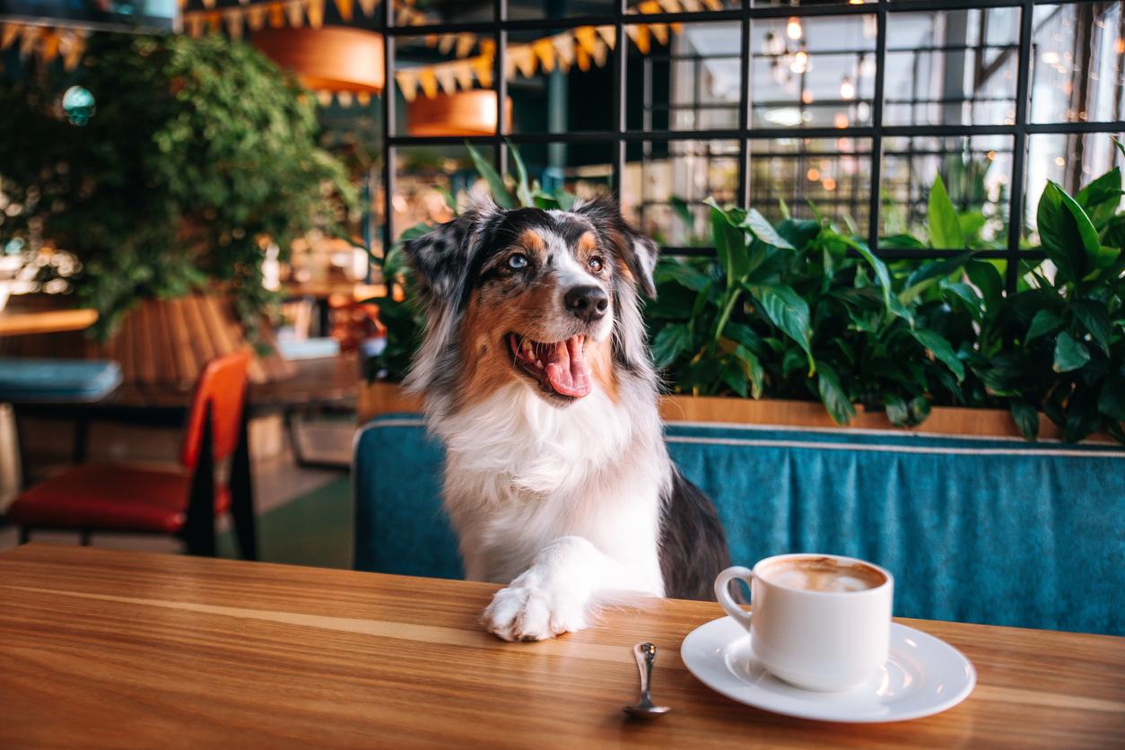 A happy Australian Shepherd with a multicoloured coat sits at a wooden table in a cafe, with a cup of coffee and a spoon in front. Green plants are in the background.