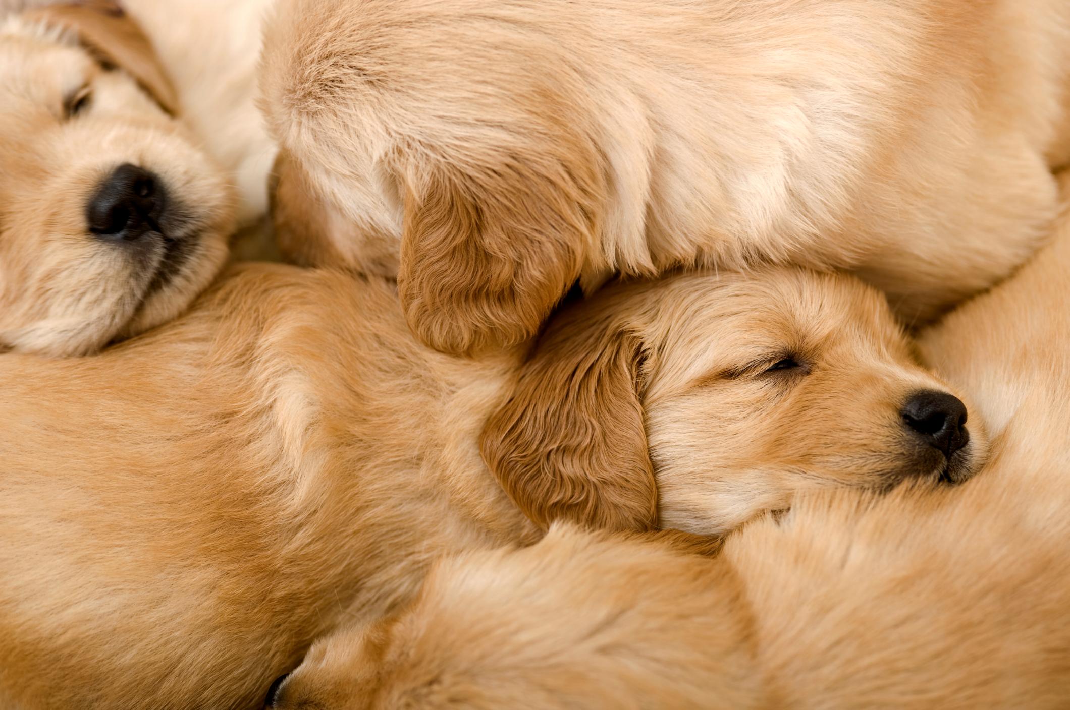 A pile of Golden Retriever puppies