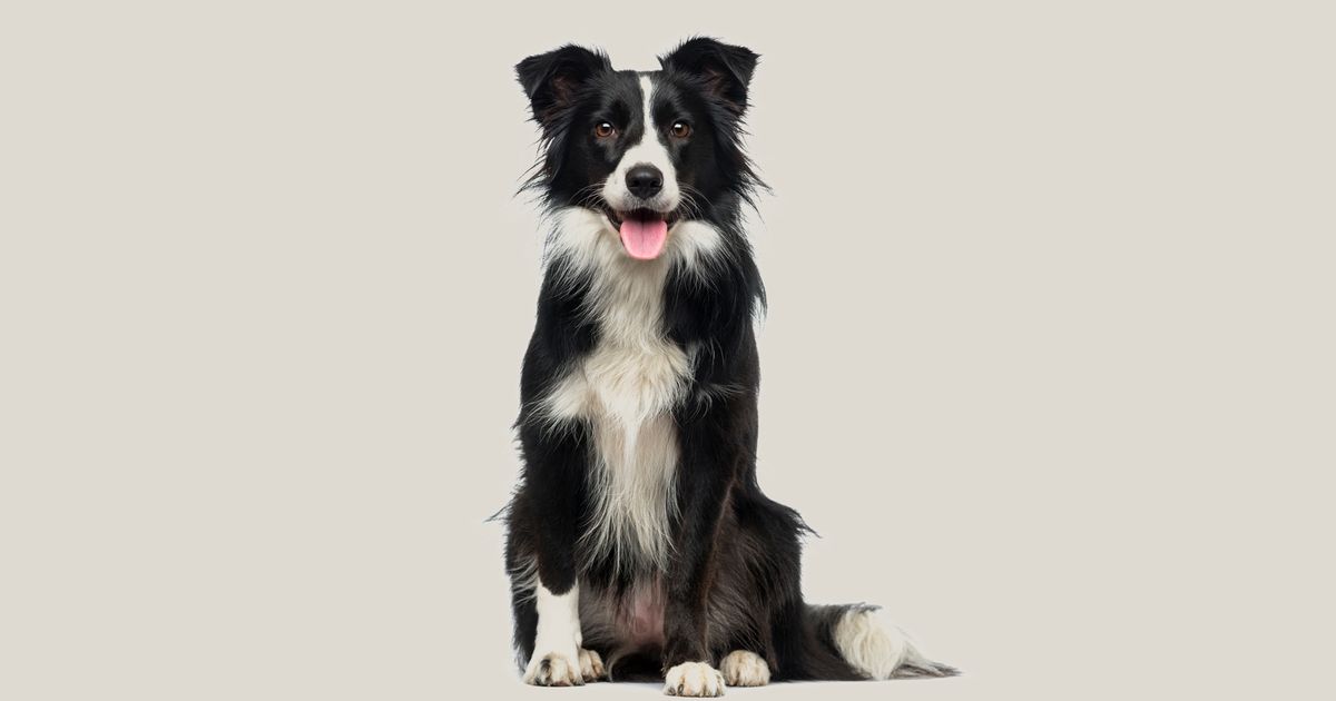 Border collie outlet length of coat