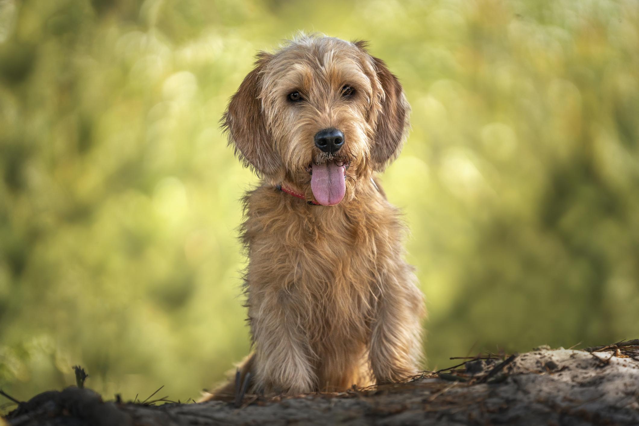 A Basset Fauve de Bretagne looks into the camera with their tongue out while sitting outside