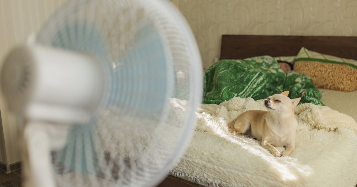 Cooling methods for dogs: how to cool a dog down | ManyPets