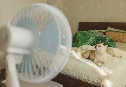A Chihuahua relaxes on a bed in sunlight, beside a sleeping person under a green blanket, with a fan in the foreground.