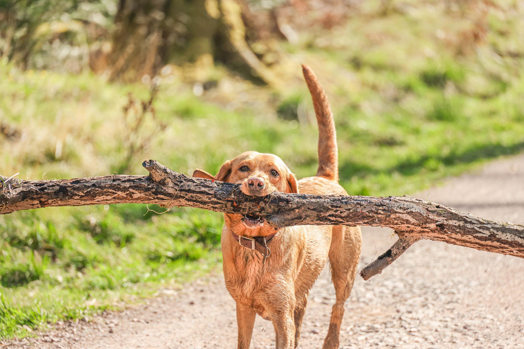 A brown dog looks into the camera with a very big stick in their mouth