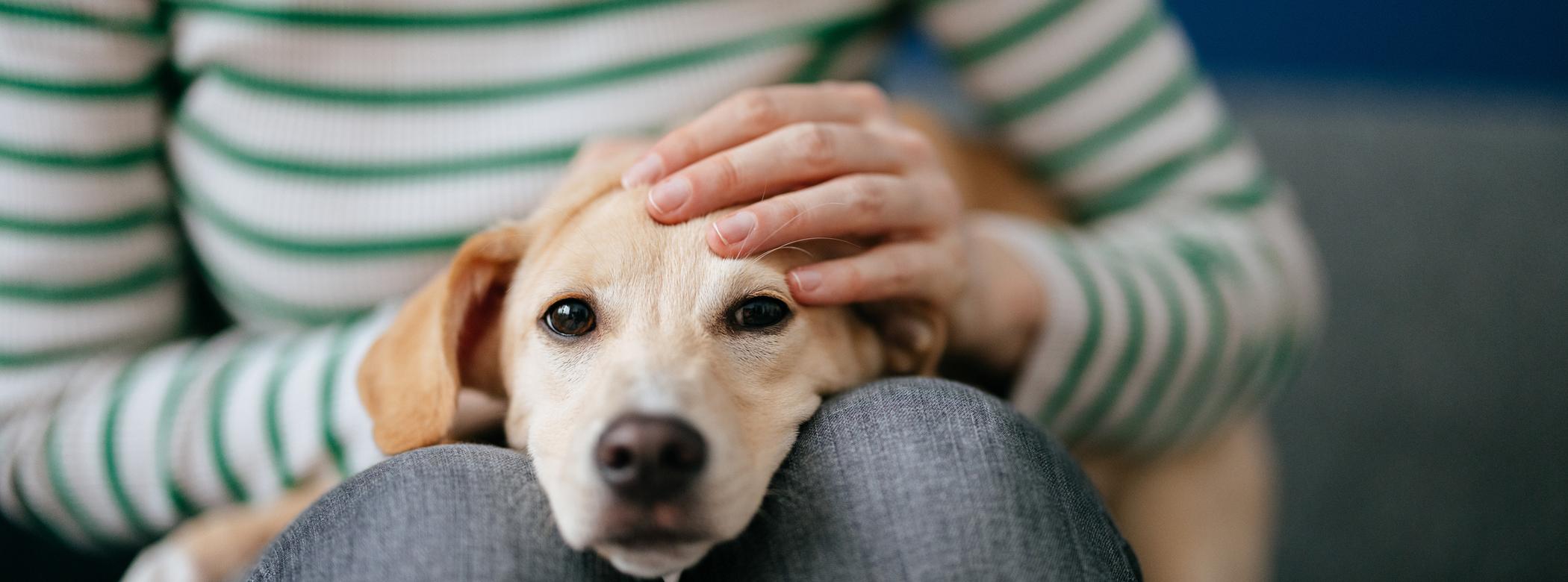 A small dog rests its head on a person's knees, with the person gently petting the dog's head. The person wears a green-striped sweater.