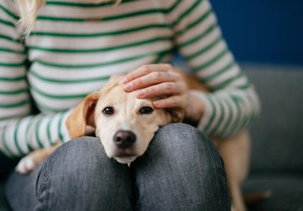 A small dog rests its head on a person's knees, with the person gently petting the dog's head. The person wears a green-striped sweater.