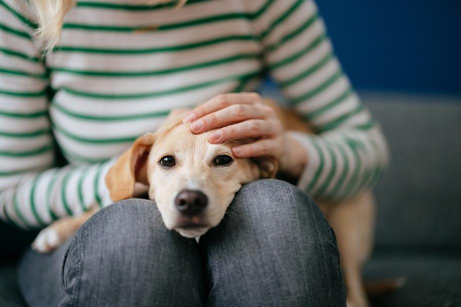 A small dog rests its head on a person's knees, with the person gently petting the dog's head. The person wears a green-striped sweater.