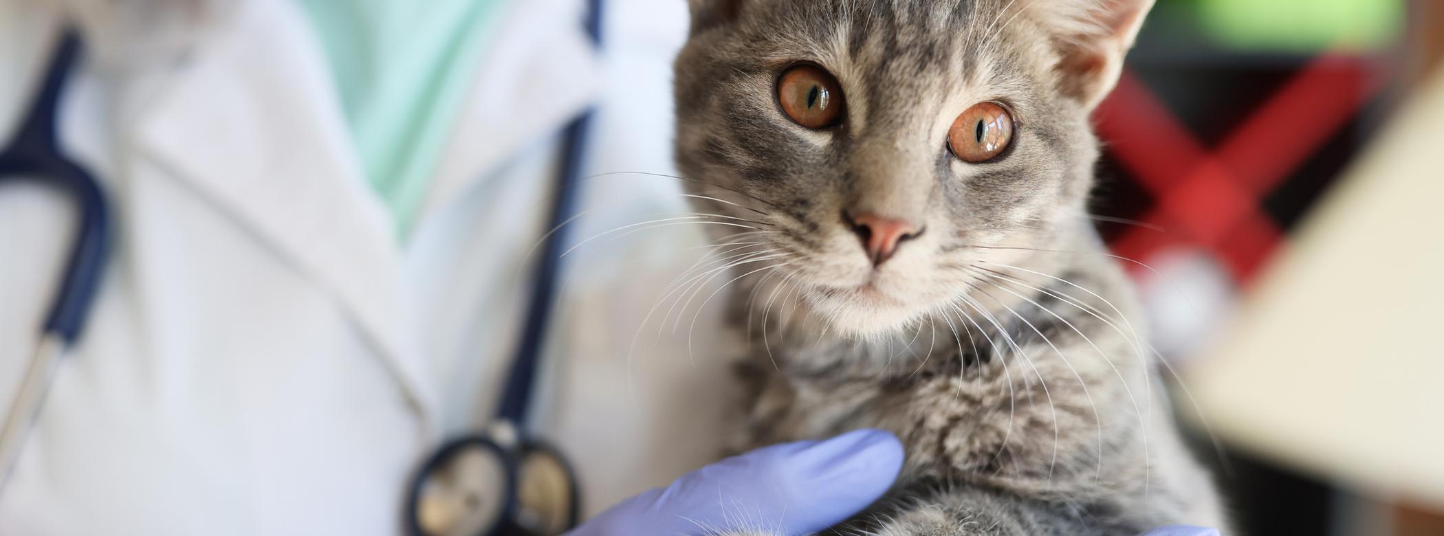 A grey cat with brown eyes looks into the camera as they're being held by a female vet