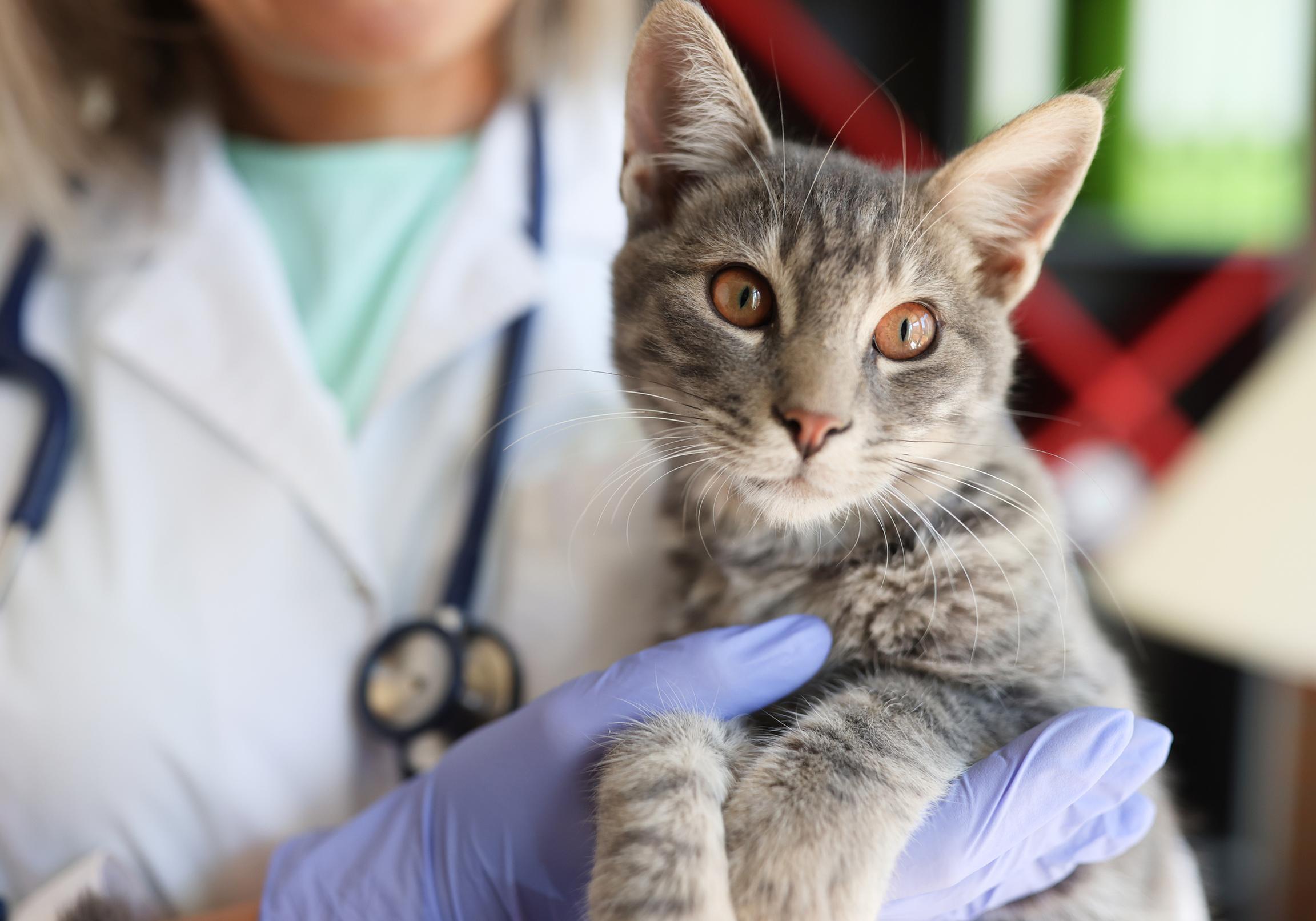 A grey cat with brown eyes looks into the camera as they're being held by a female vet