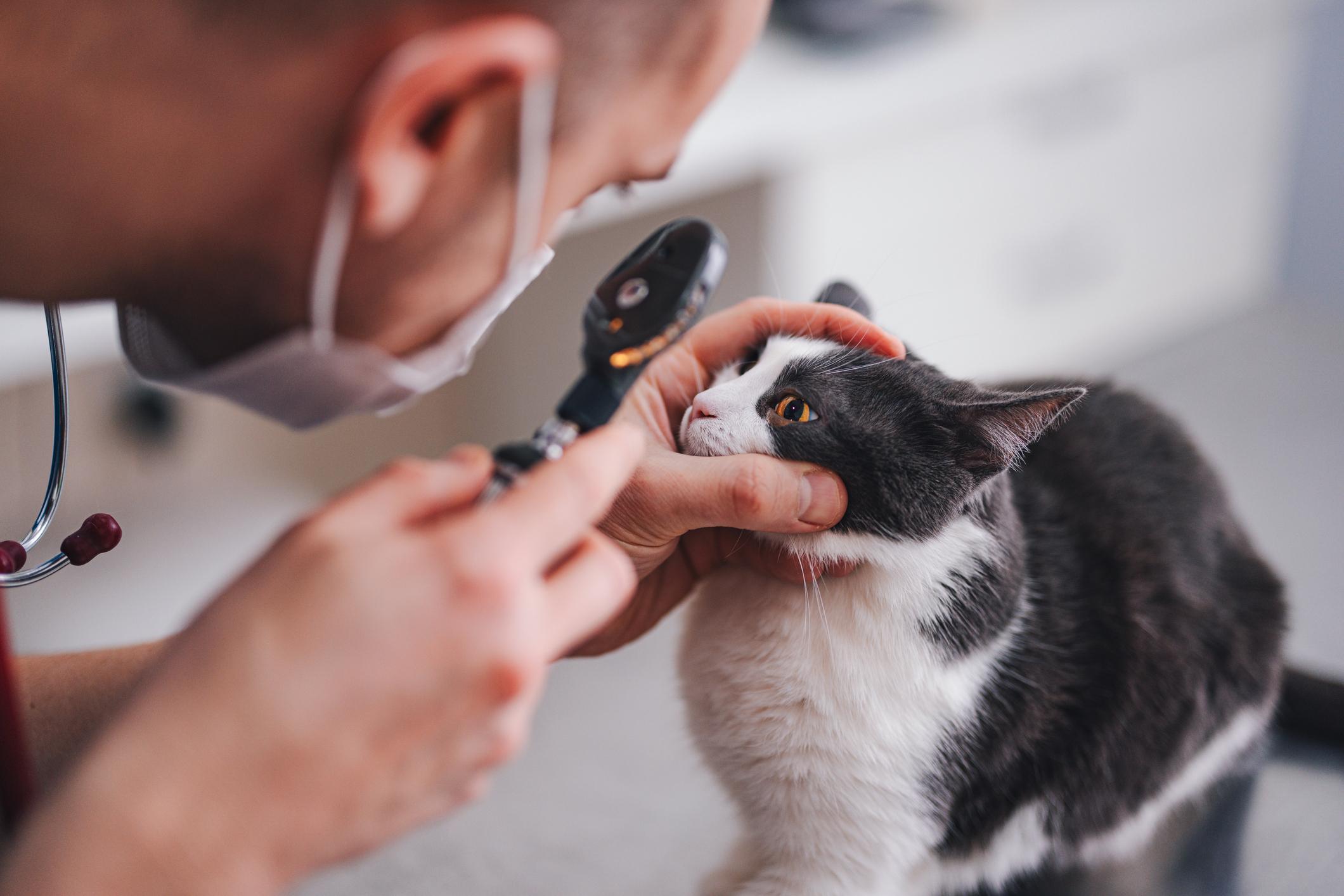 Vet examines a black and white cat’s eye using an ophthalmoscope, with the cat calmly sitting on an examination table.