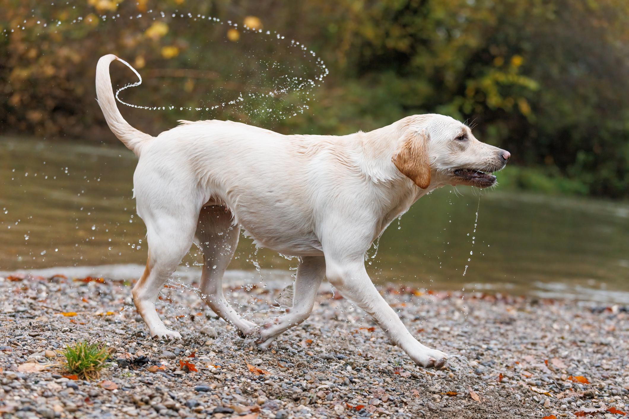 A Labrador Retriever shakes off some water on their fur as they leave a lake