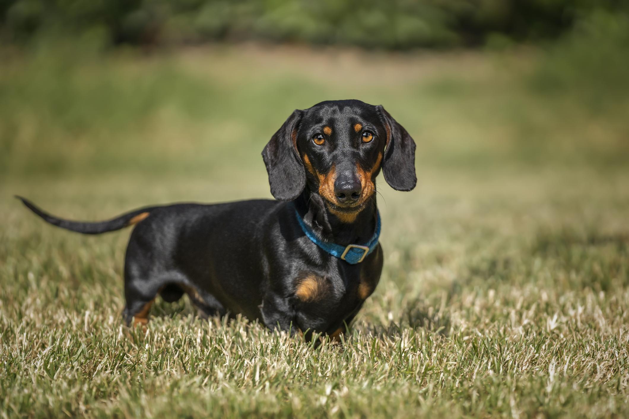 A black-and-tan Dachshund with a blue collar stands alert on grass, with a blurred, green background.