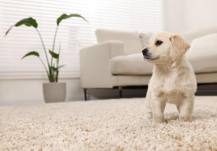 A puppy stands on a beige carpet