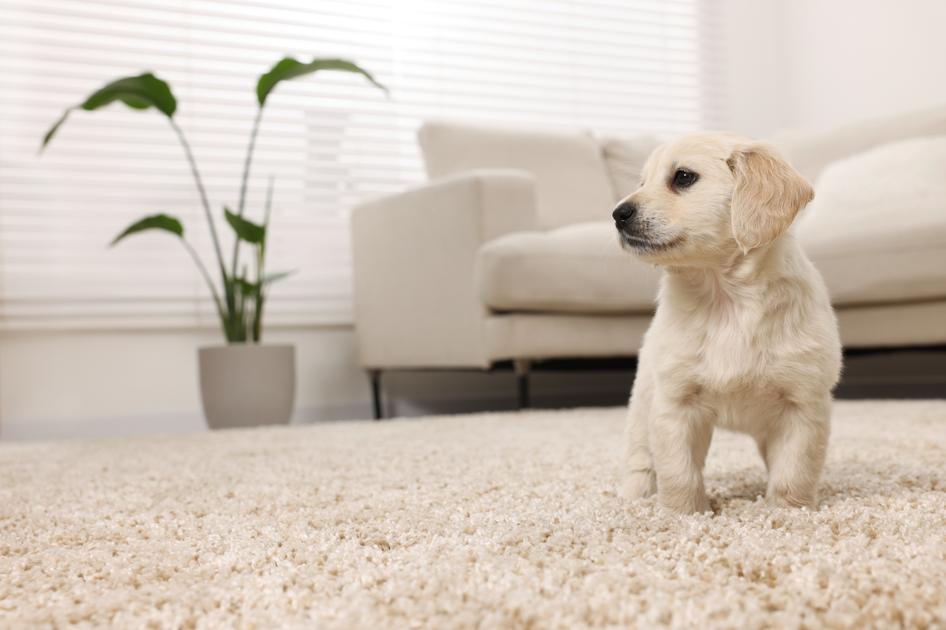 A puppy stands on a beige carpet