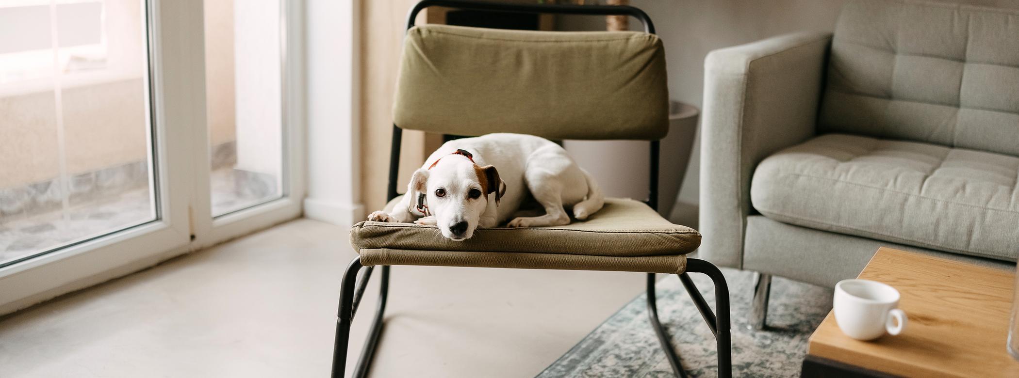A small dog rests on a green chair in a cozy living room with a sofa, coffee table, plant, and a cup on the table. Natural light enters through a window.