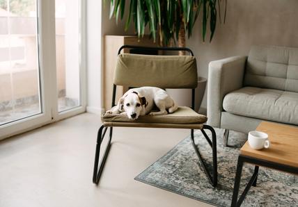 A small dog rests on a green chair in a cozy living room with a sofa, coffee table, plant, and a cup on the table. Natural light enters through a window.