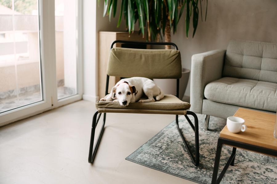 A small dog rests on a green chair in a cozy living room with a sofa, coffee table, plant, and a cup on the table. Natural light enters through a window.