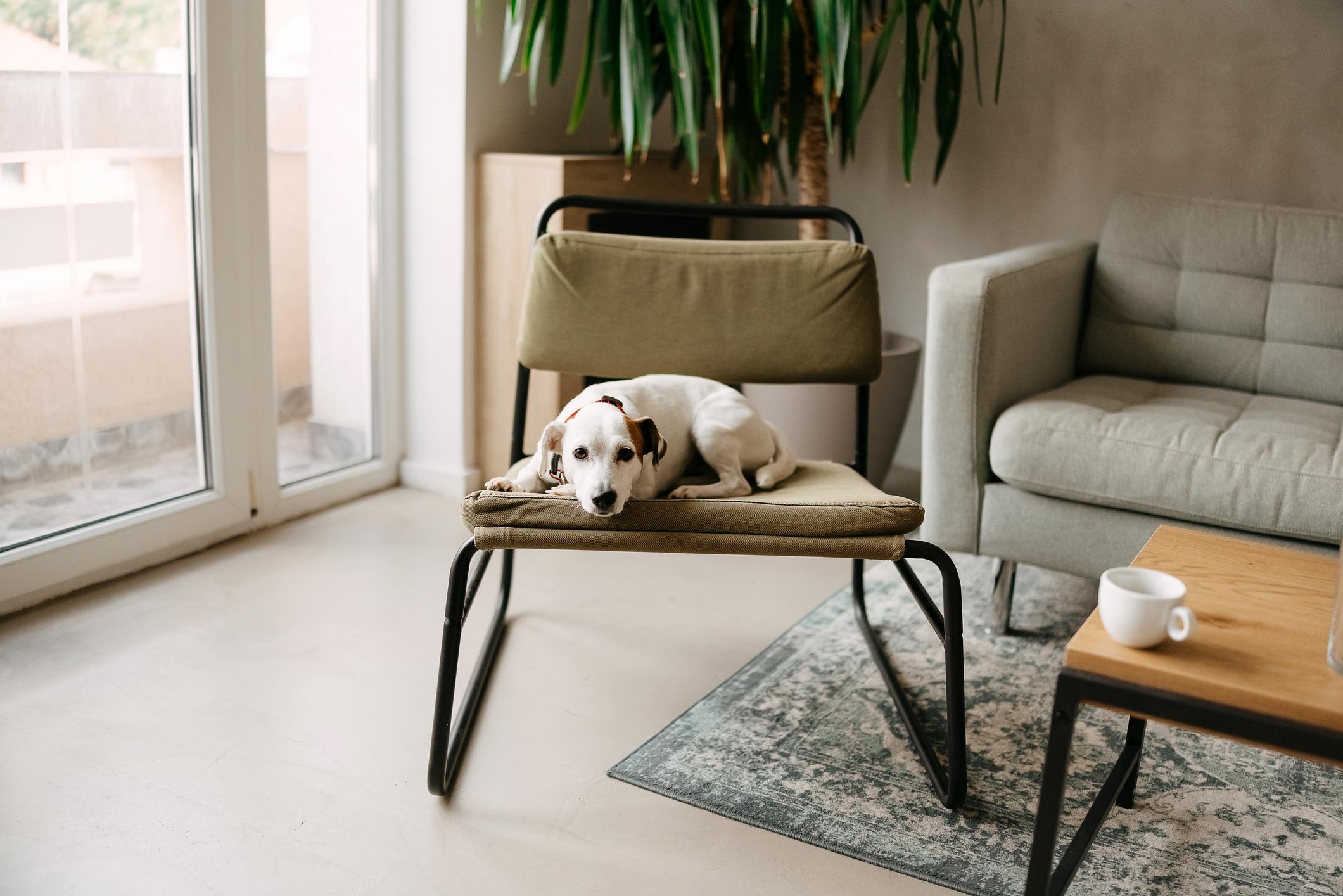 A small dog rests on a green chair in a cozy living room with a sofa, coffee table, plant, and a cup on the table. Natural light enters through a window.