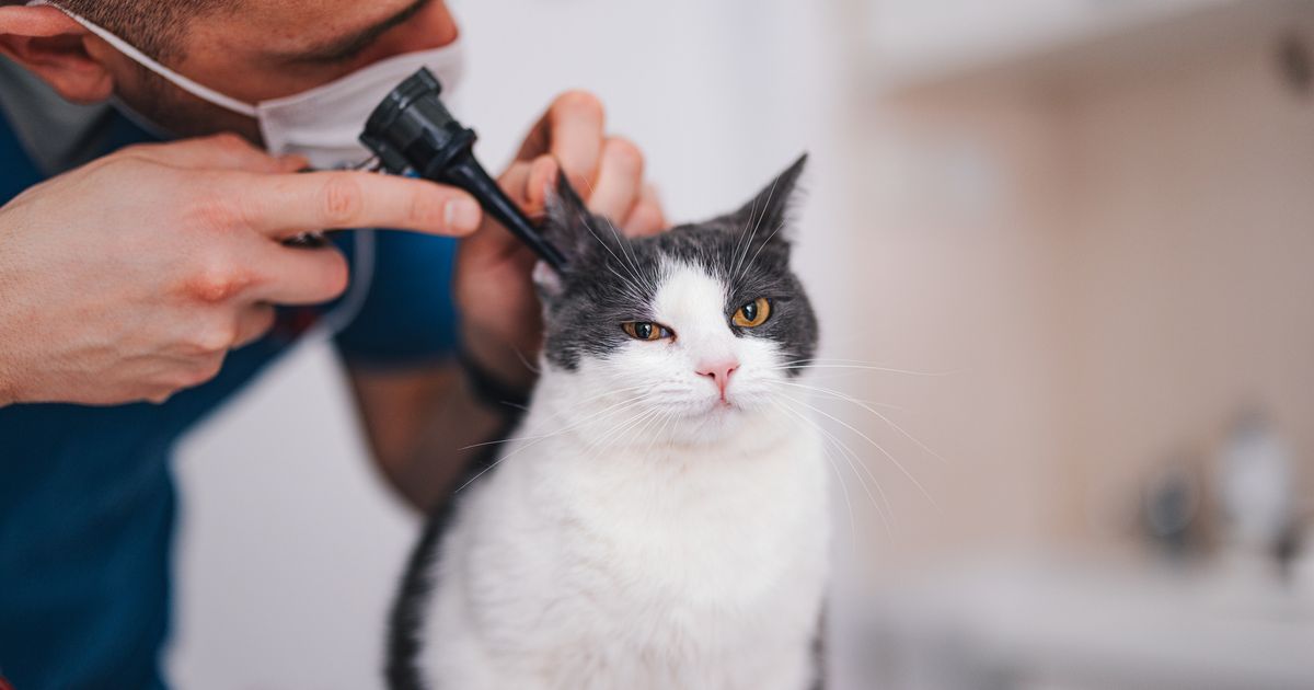 How to tell if your cat is deaf ManyPets