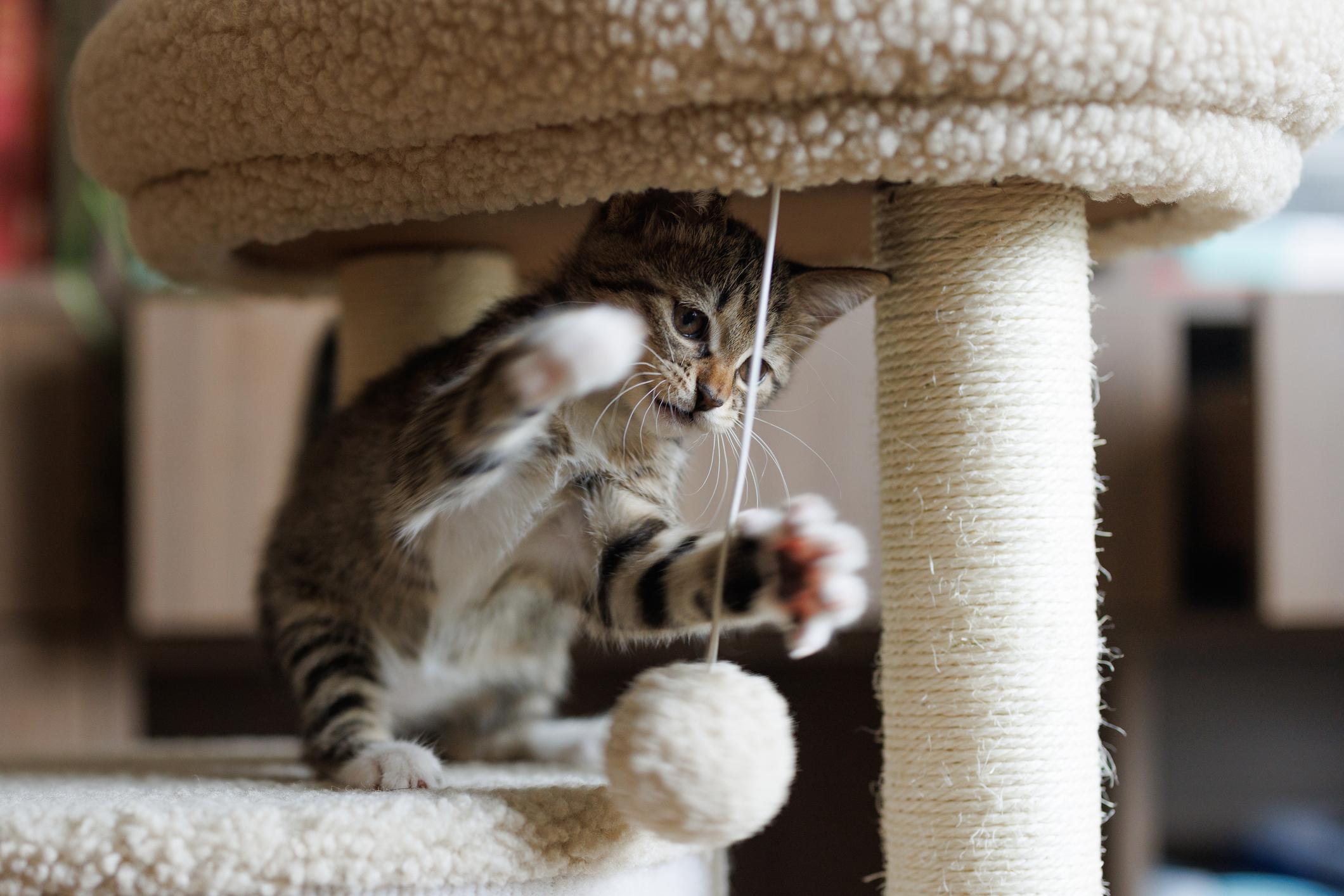 Kitten playing with a hanging ball on a cat tree, paws extended and focused on the toy.