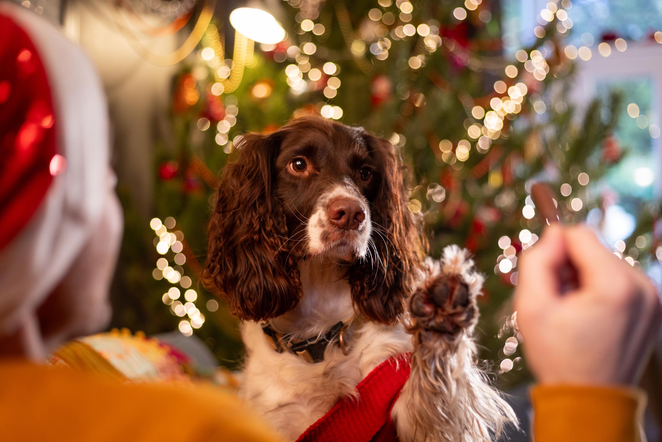 A Springer Spaniel raises treat paw to a treat near Christmas tree