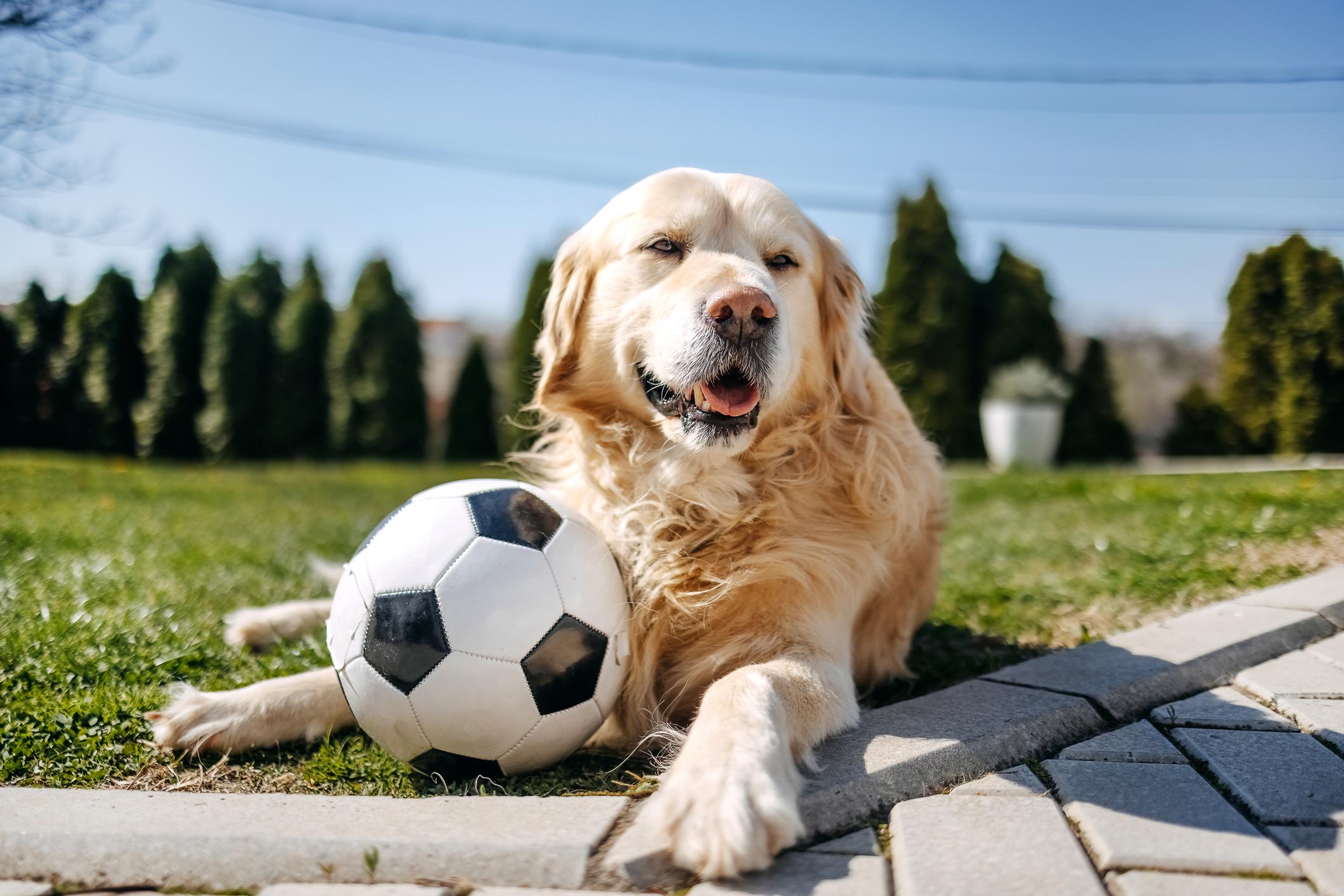 A Golden Retriever rests on grass with a soccer ball, under a clear blue sky and surrounded by trees.