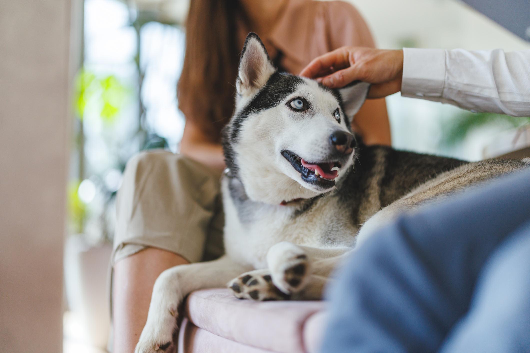 A happy Husky with blue eyes is lying on a couch, being gently petted by a person in a white shirt. A woman sits nearby.
