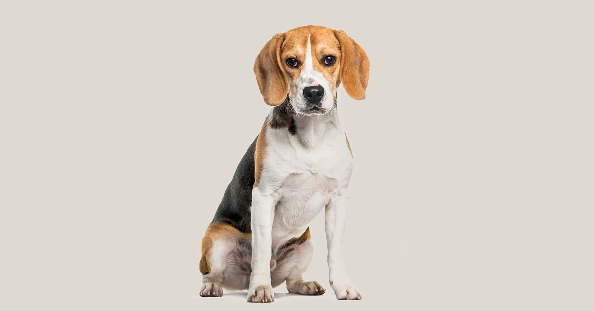 Beagle best sale double coat