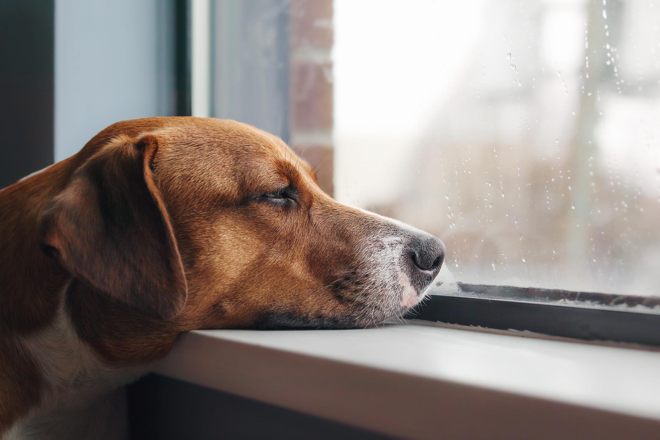 A sad, tired-looking brown dog looks out of the window on a grey, rainy day
