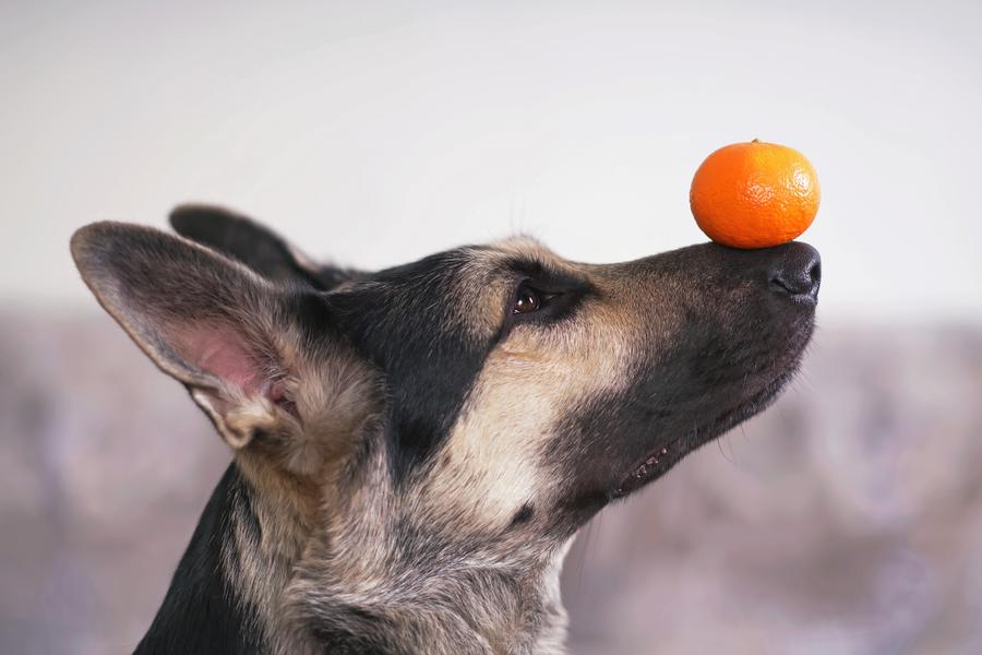 A dog balances a small orange fruit on its nose, against a plain background.