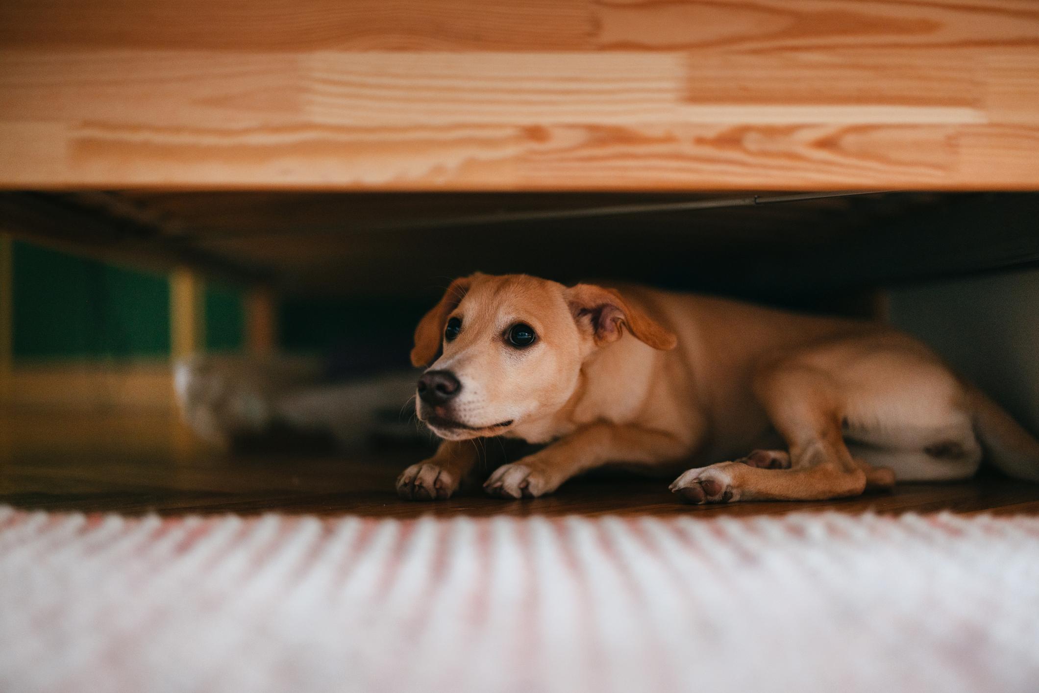 A sandy brown dog lies under the bed with a scared expression