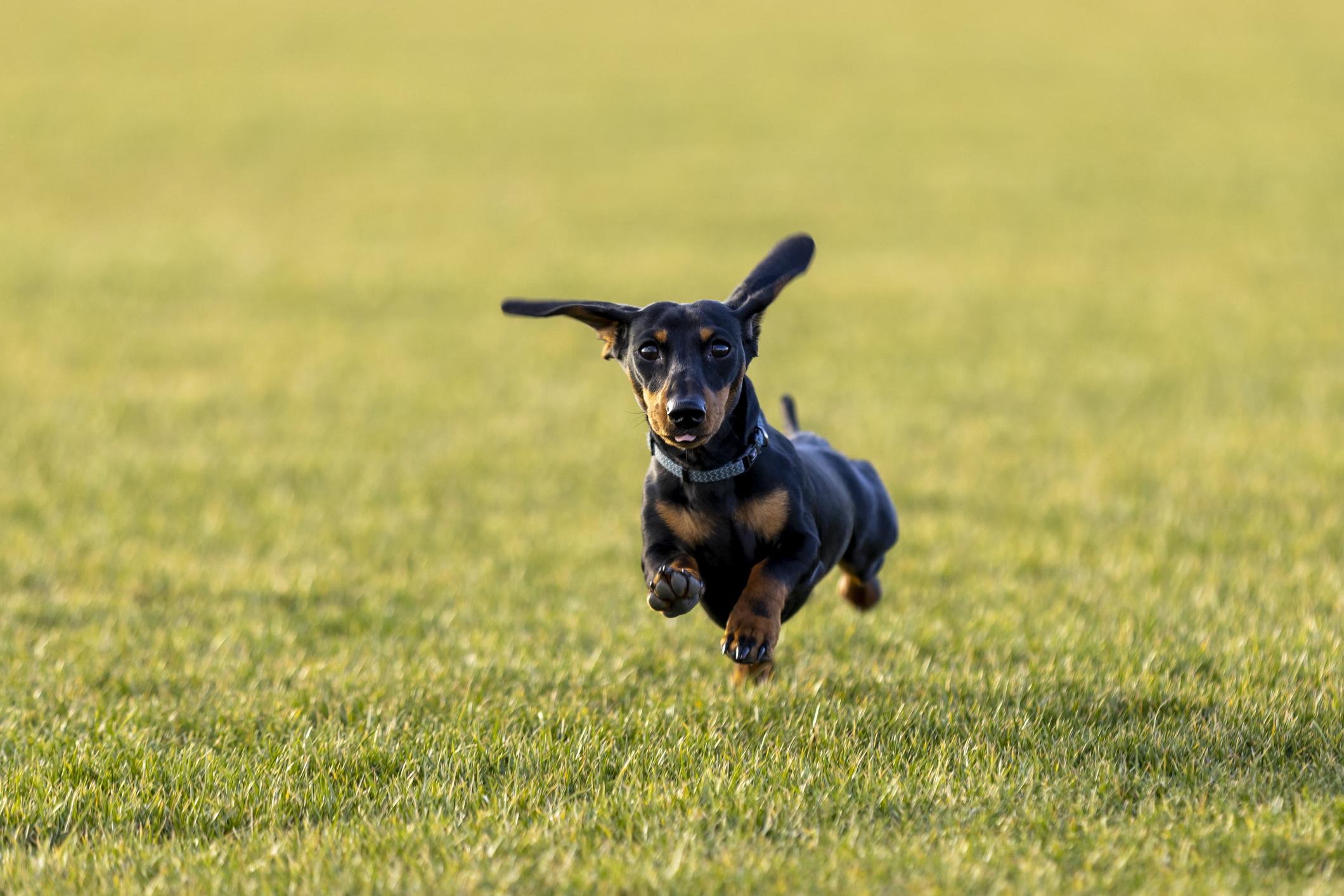 A black-and-tan Dachshund joyfully runs across a grassy field, ears flapping and front paws in mid-air.