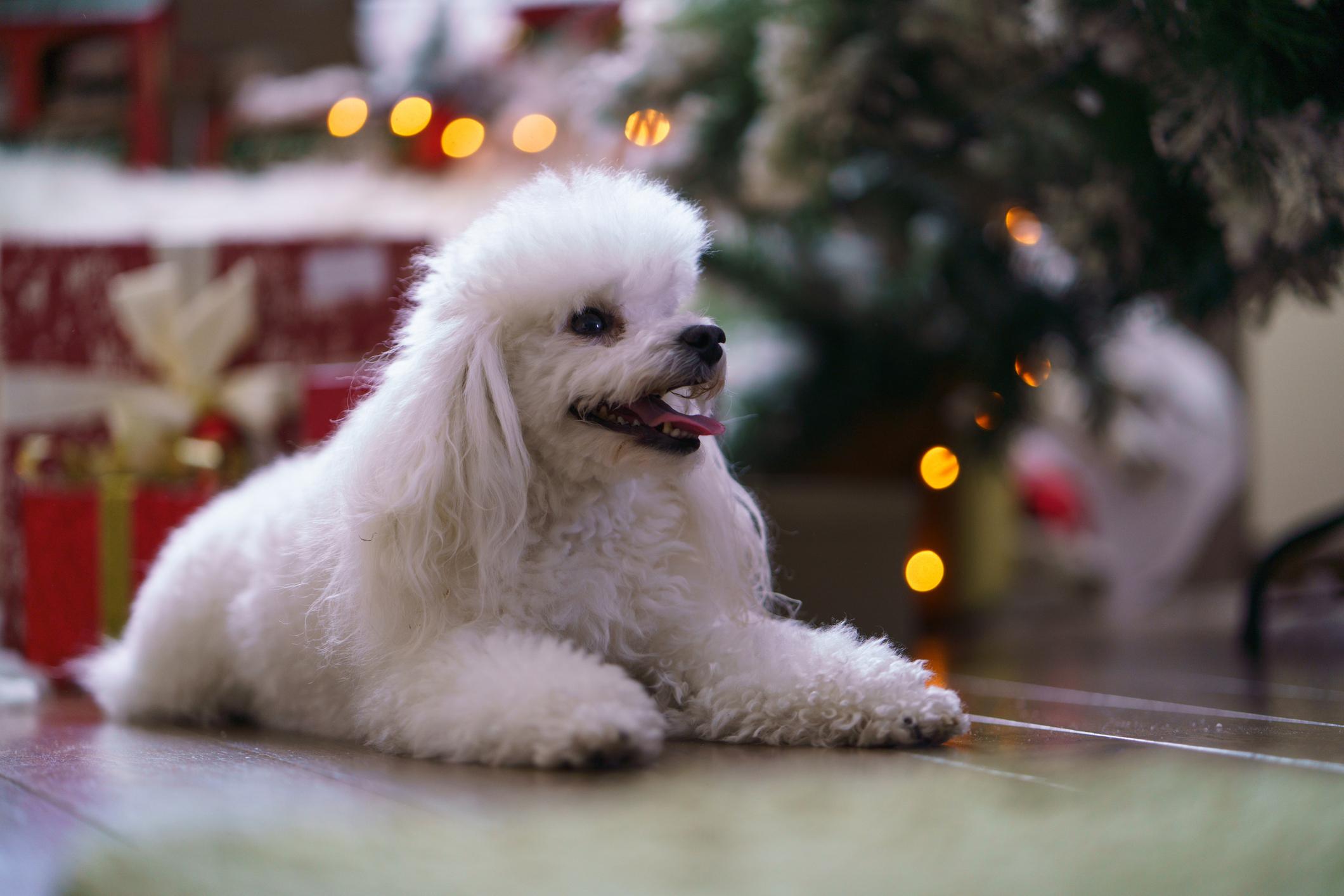 A Poodle pants and smiles while lying near a Christmas tree