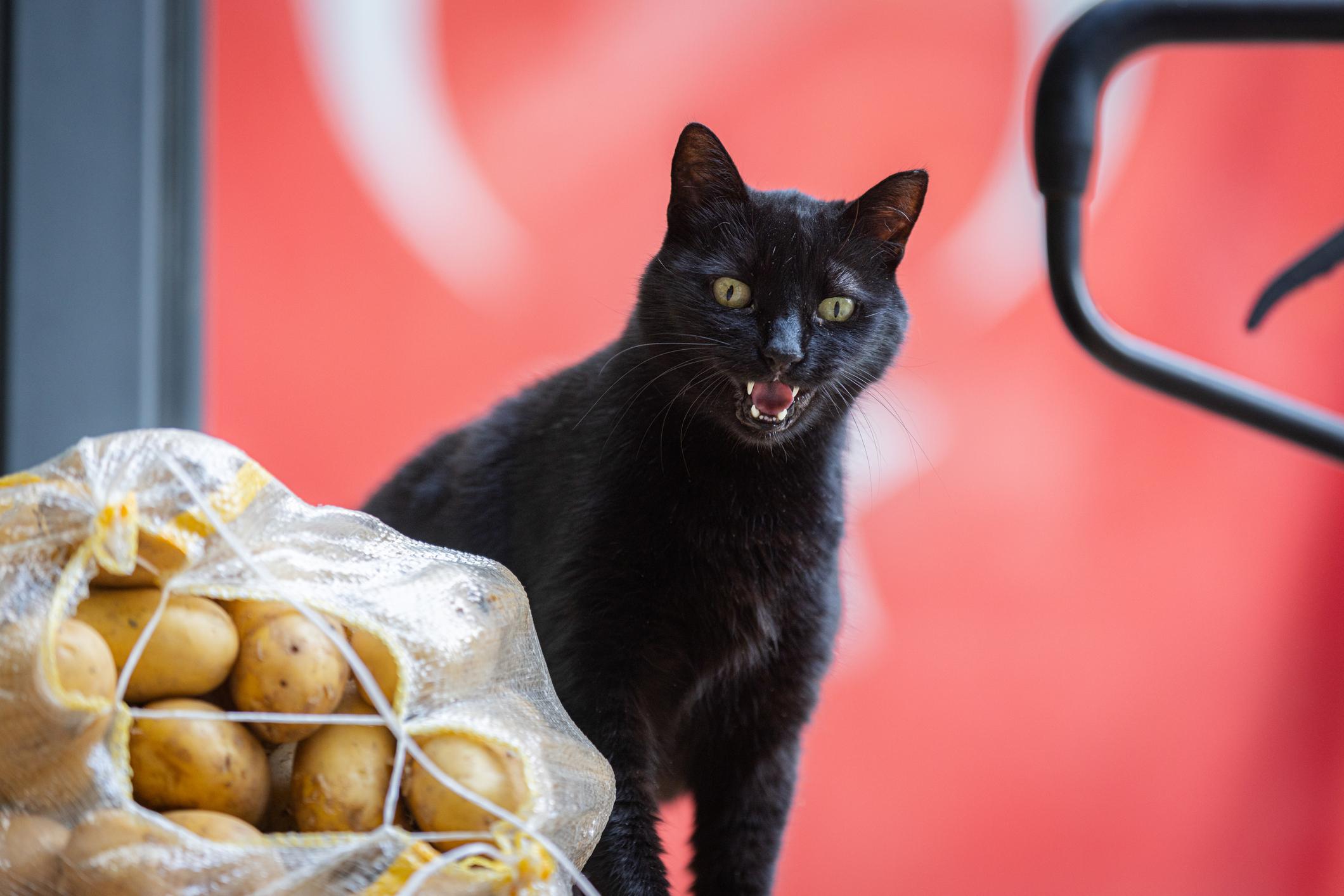 A black cat with green eyes meows next to a mesh sack filled with potatoes, set against a red background.