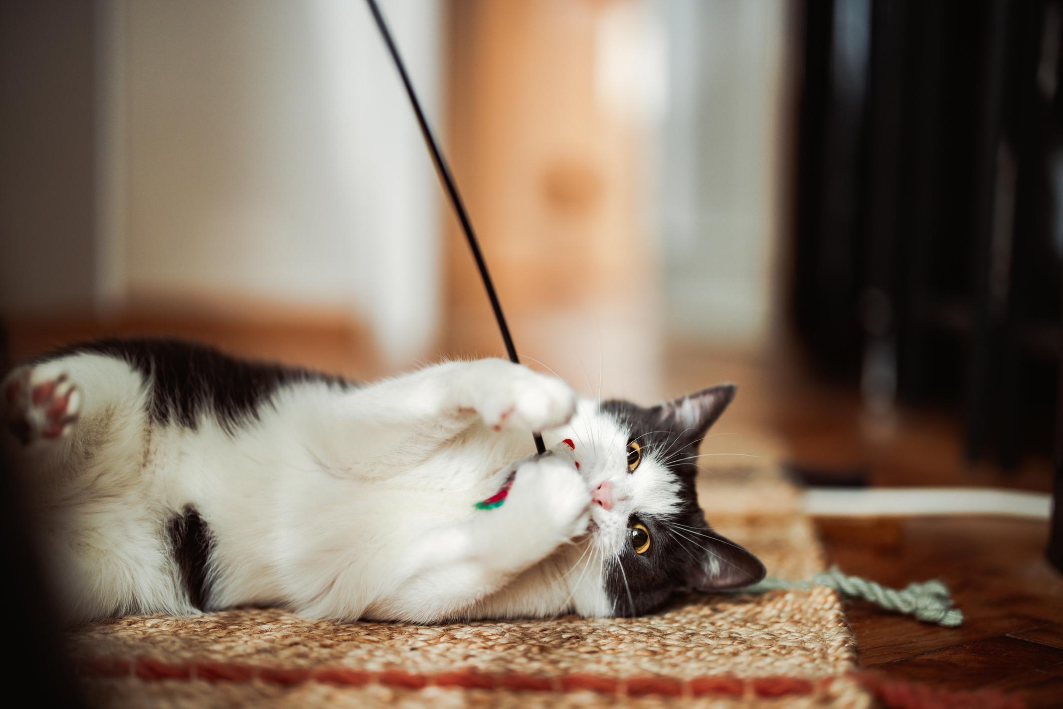 A black and white cat playfully lies on a rug, holding a string toy with their paws and looking curiously at the camera.