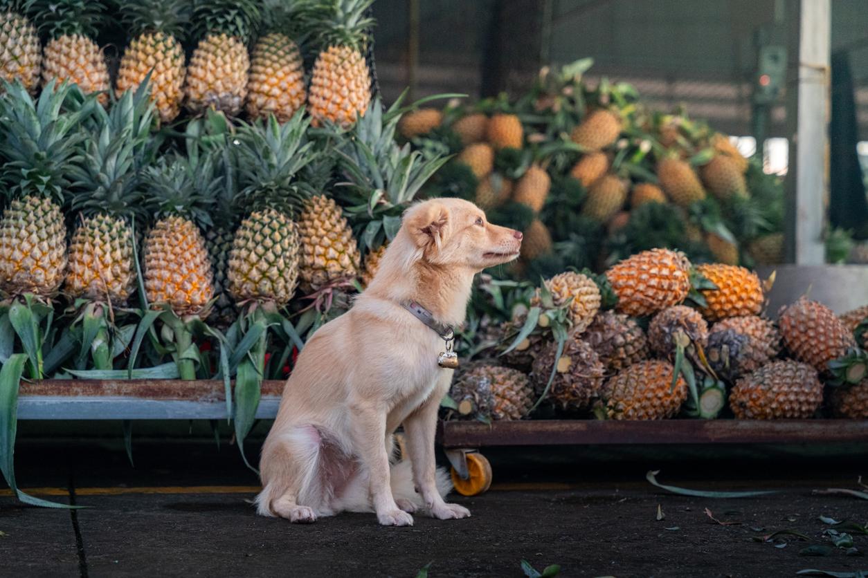 A dog sits in front of stacks of pineapples at a market.