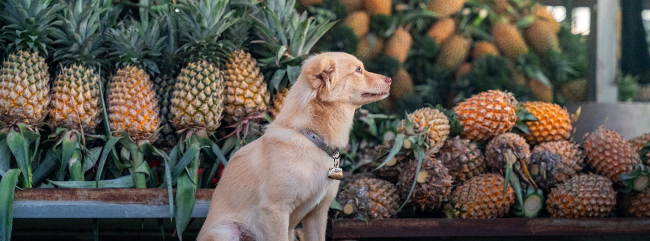 A dog sits in front of stacks of pineapples at a market.