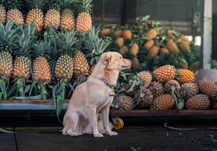 A dog sits in front of stacks of pineapples at a market.