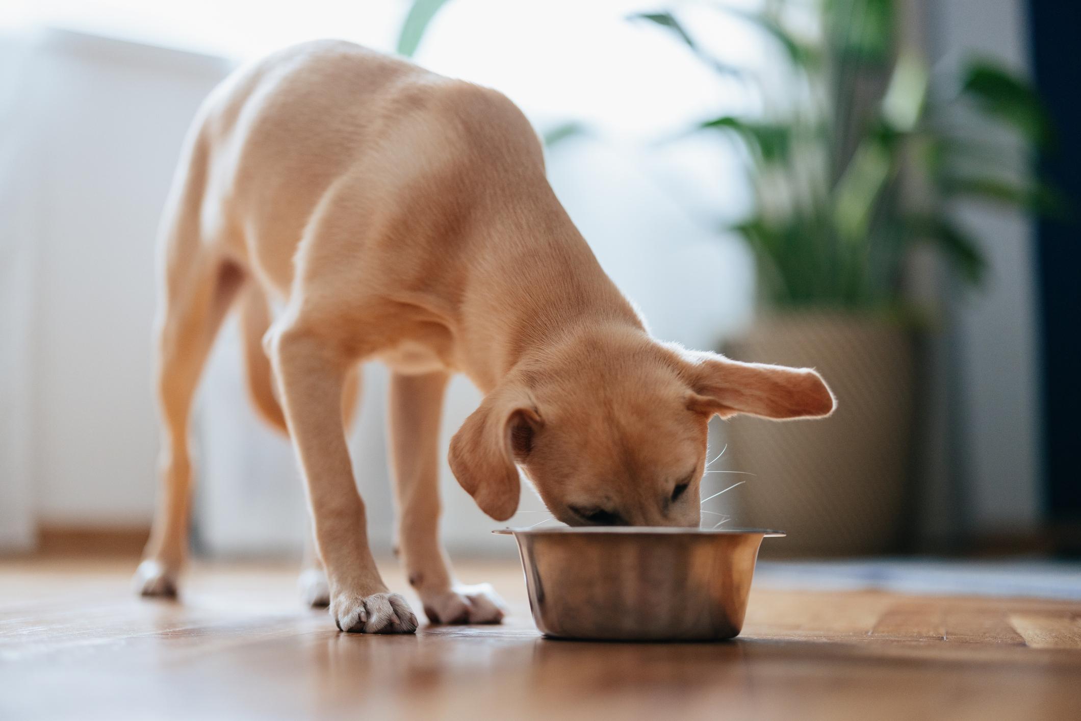 A tan puppy eating from a metal bowl on a wooden floor, with green plants in the background.