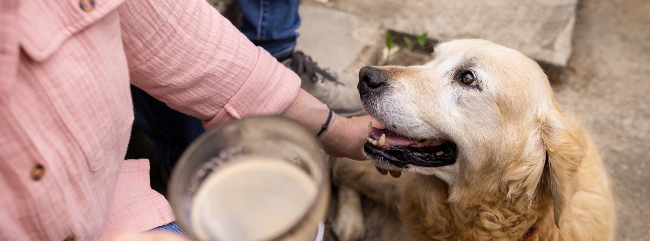 Person in a pink shirt holds a drink while petting a happy Golden Retriever sitting beside them outdoors.