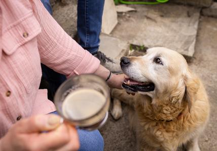 Person in a pink shirt holds a drink while petting a happy Golden Retriever sitting beside them outdoors.