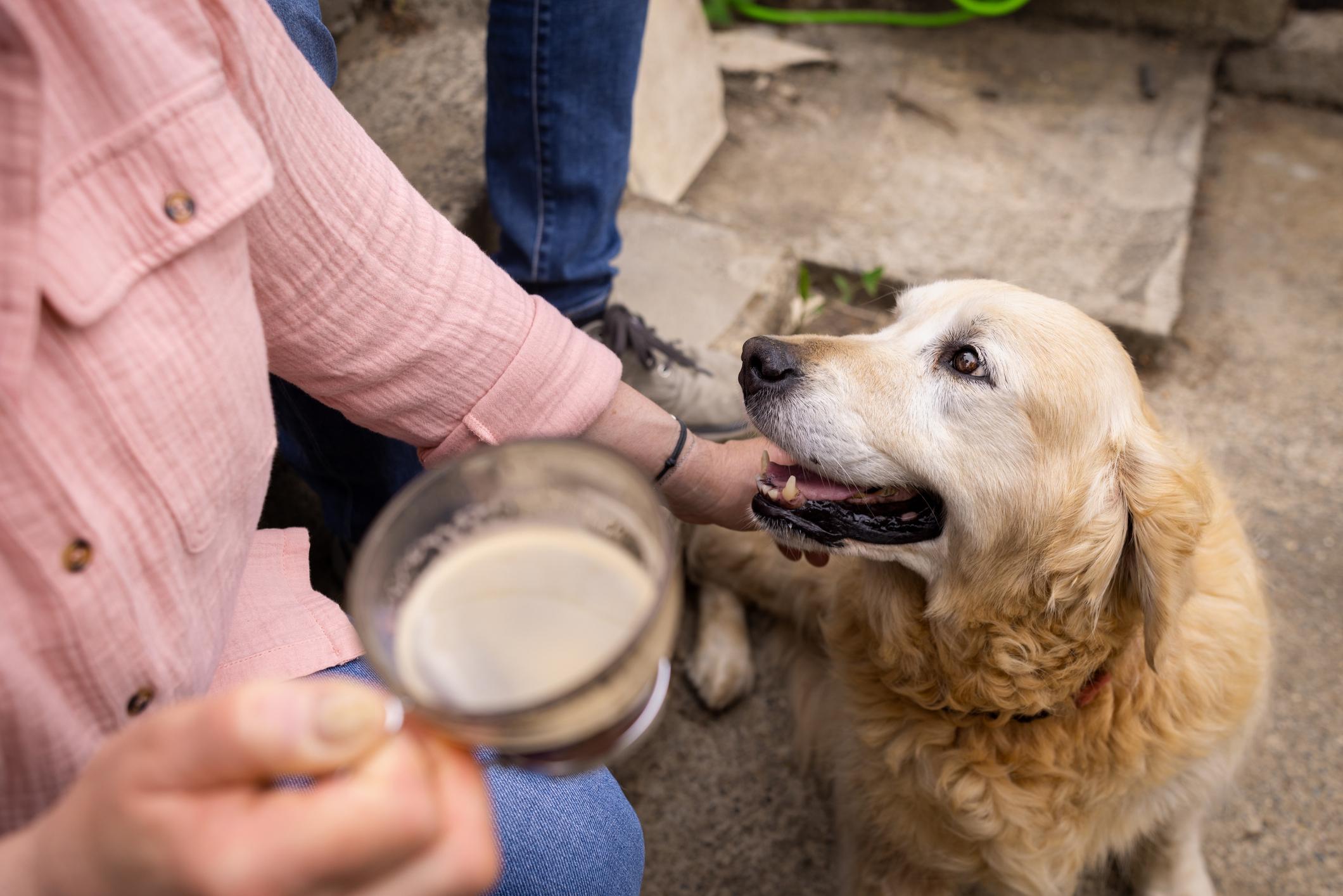 Person in a pink shirt holds a drink while petting a happy Golden Retriever sitting beside them outdoors.