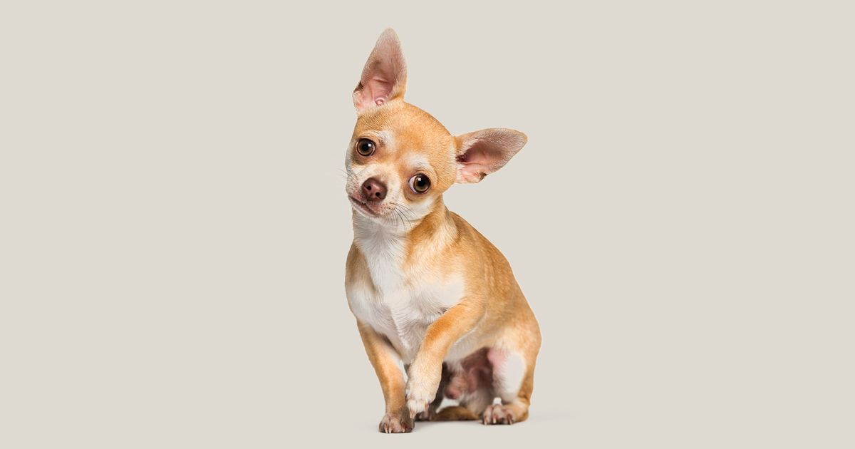 Large best sale chihuahua weight