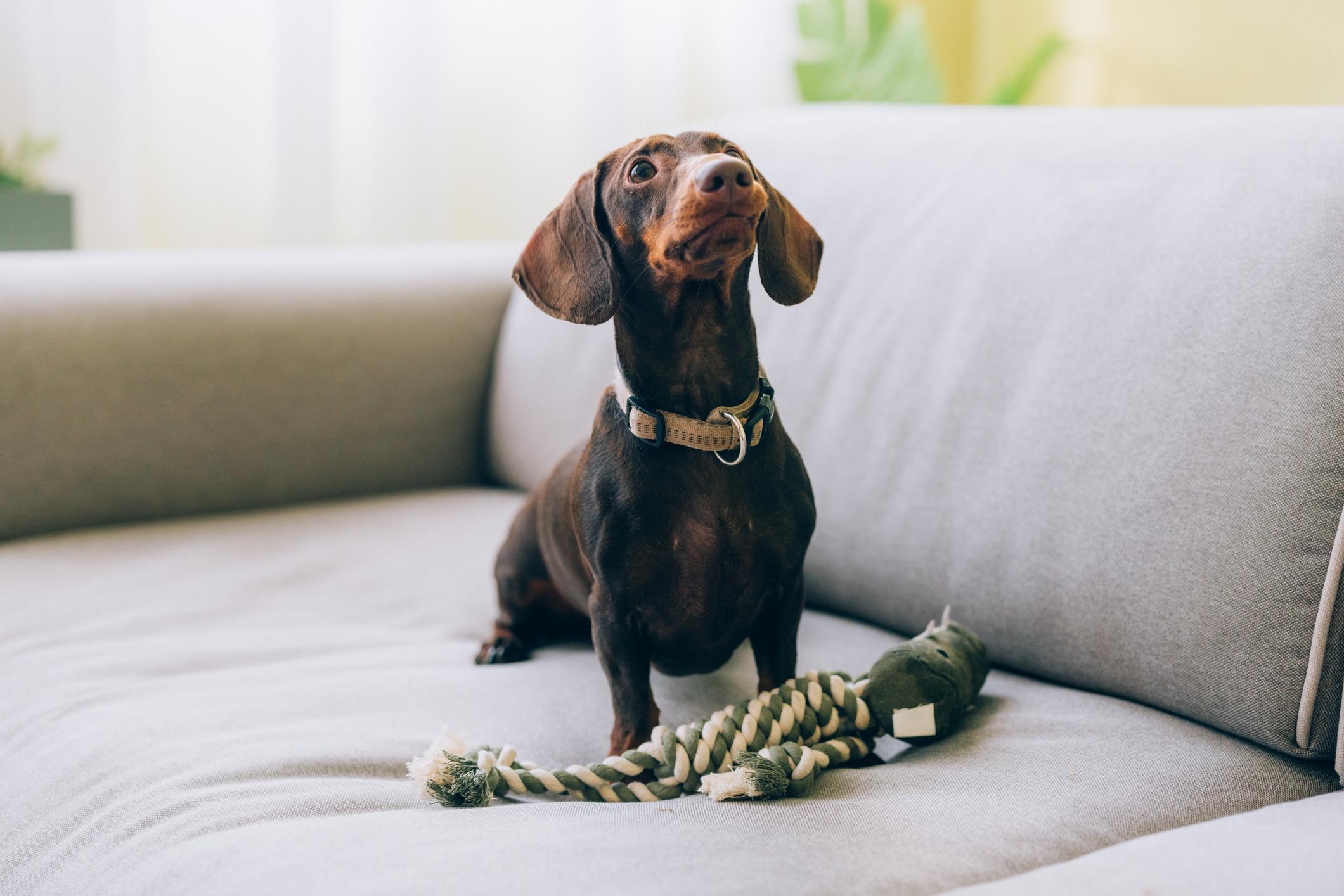Brown dachshund sitting on a grey sofa with a rope toy beside it, looking upwards attentively.