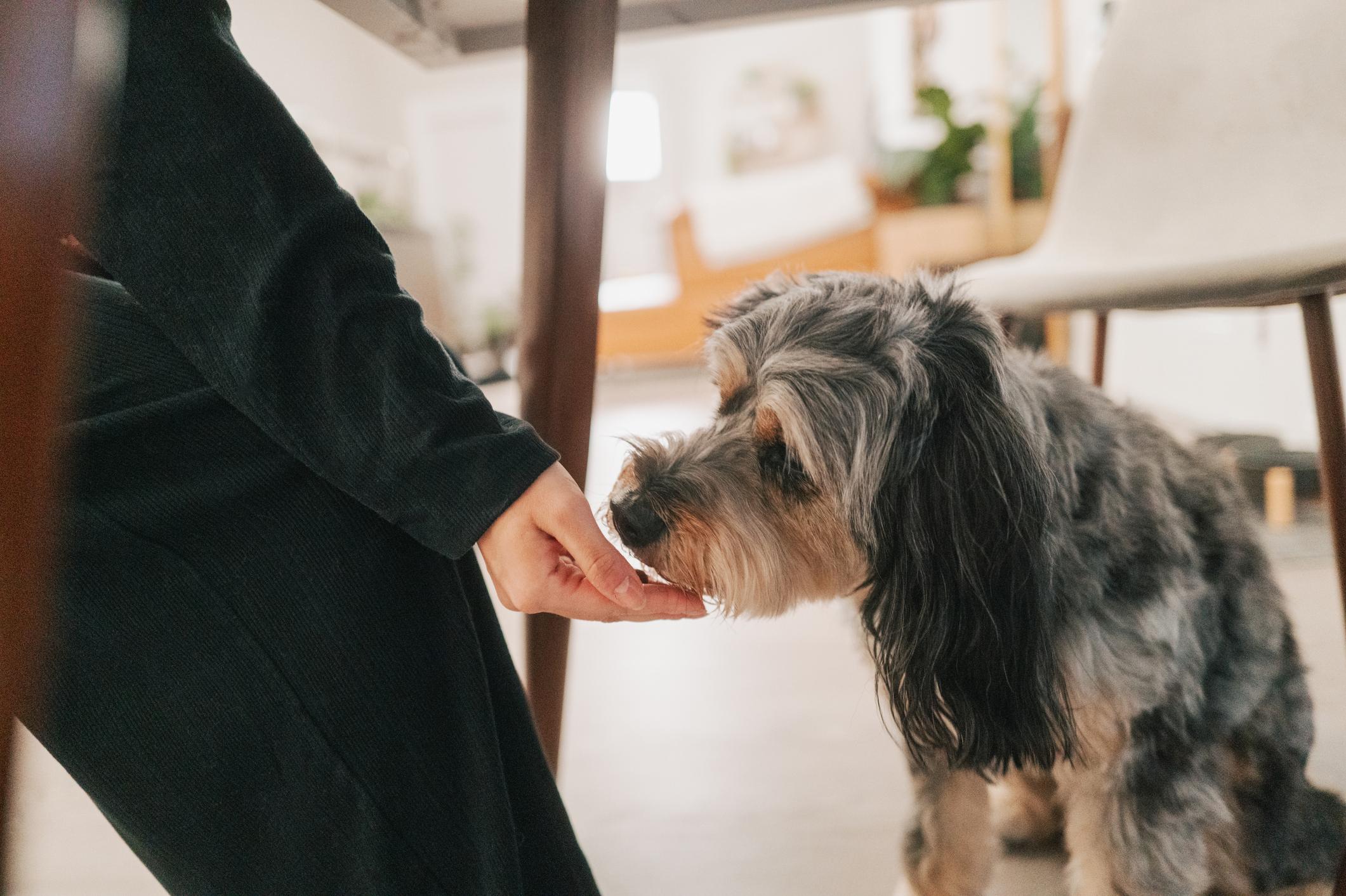 A person in a black sweater feeding a fluffy dog from their hand indoors.