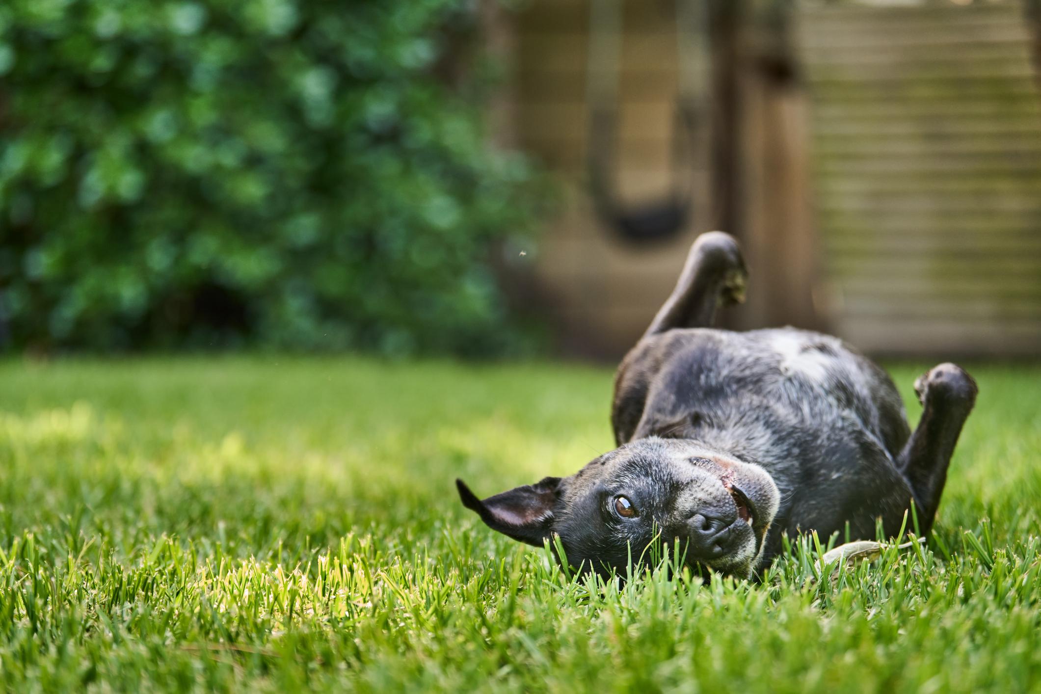 A playful dog is lying on their back in vibrant green grass, with a relaxed expression, surrounded by a blurred garden background.