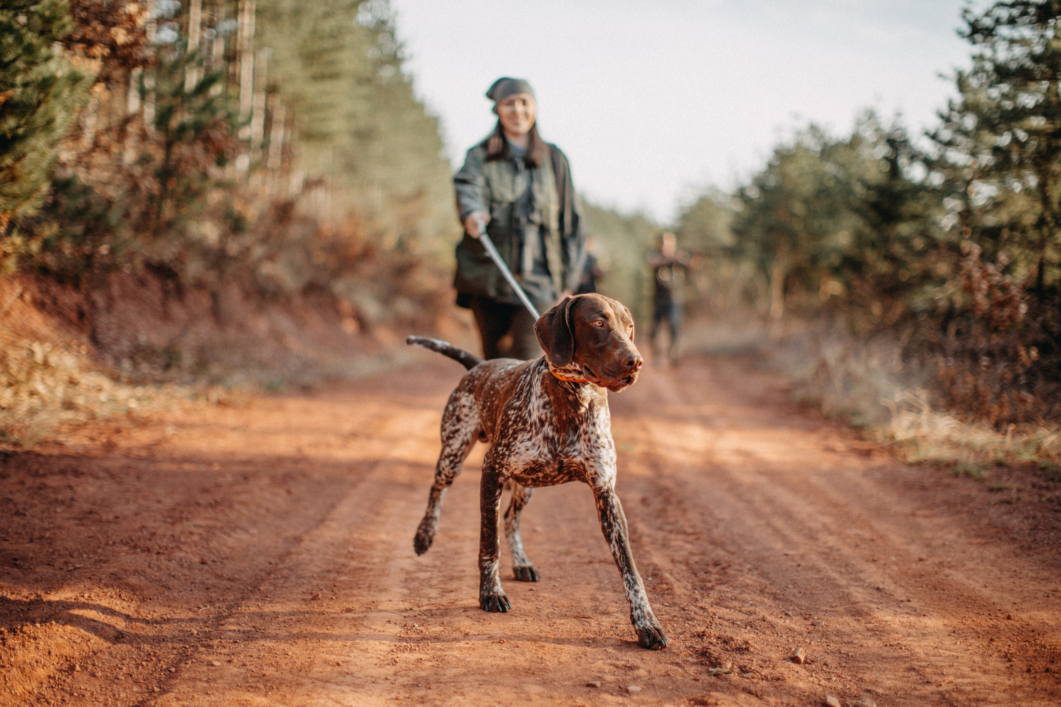 Best hunting dog breeds | ManyPets, image size:2121x1414