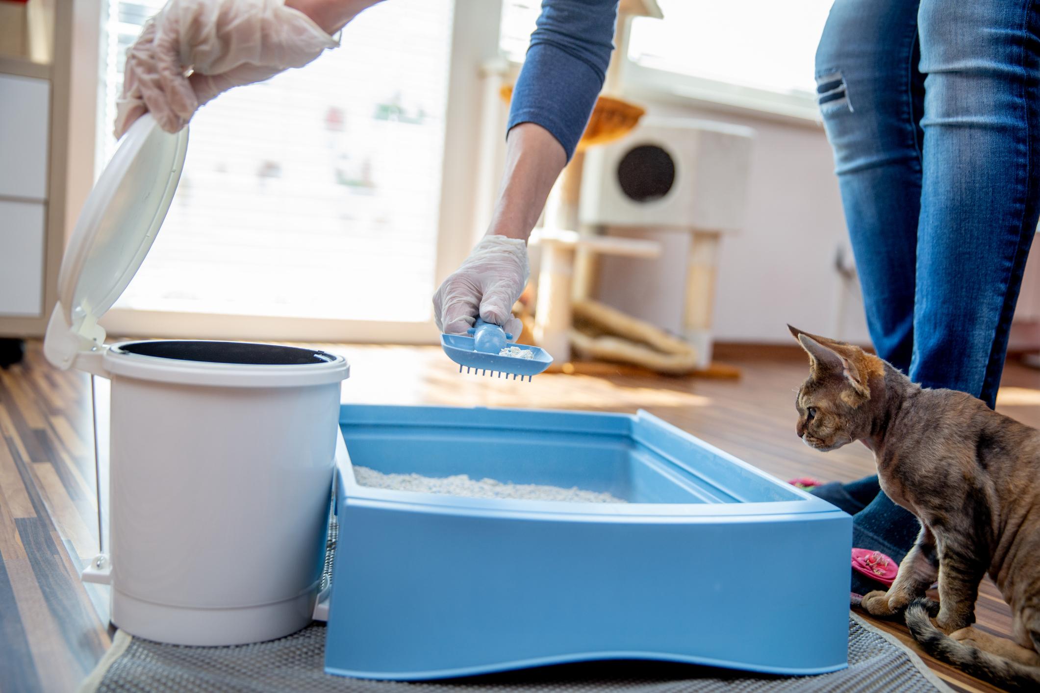 A woman cleans a litter box while her cat looks on, the woman is wearing gloves and using a scoop
