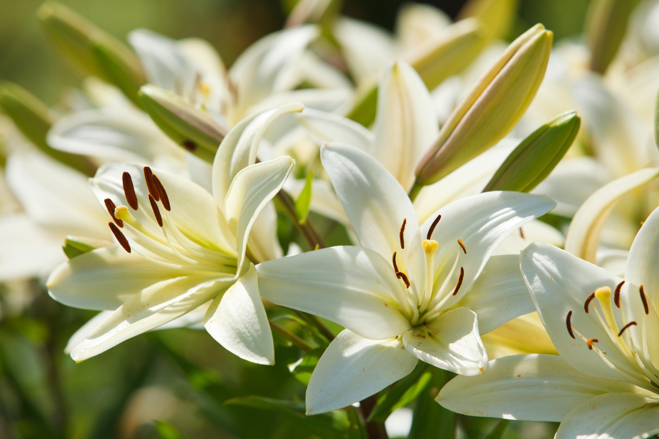 White lilies in full bloom with visible stamens, surrounded by green buds and leaves, basking in sunlight.