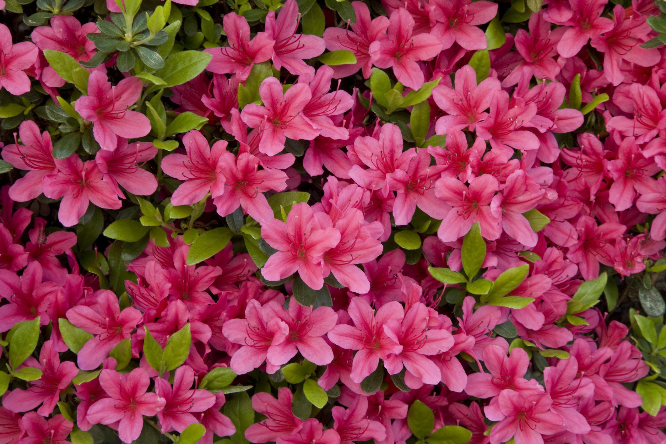 Vibrant pink azaleas in full bloom, surrounded by lush green leaves, covering the entire image.