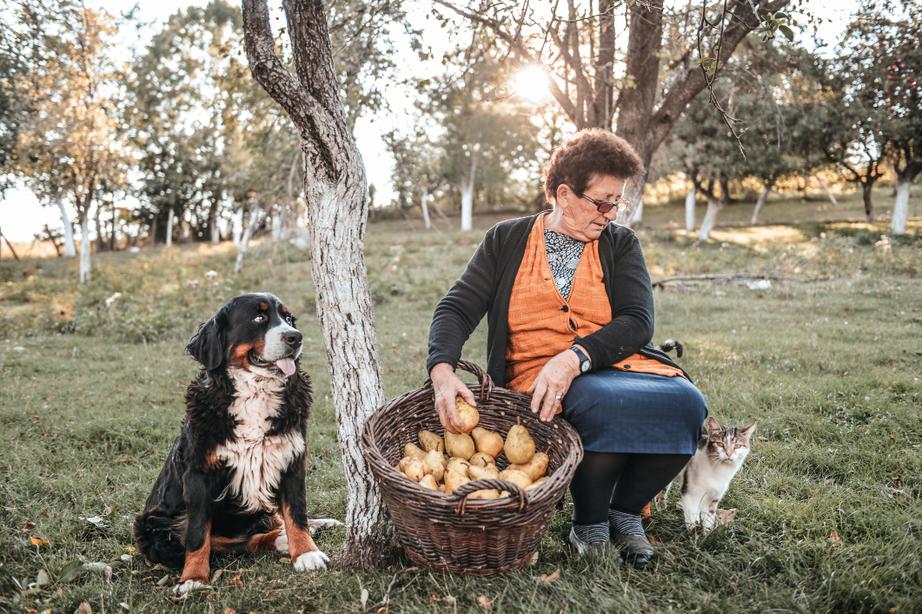An elderly woman sits under a tree with a basket of pears, a large dog by her side, and a cat nearby in a sunlit orchard.